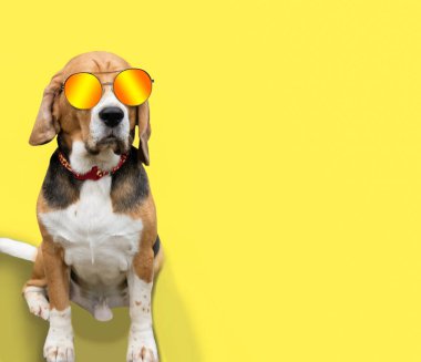 Güneş gözlüklü komik av köpeği sarı arka planda görünüyor.