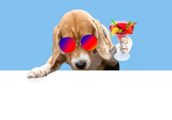 Divertido Perro Beagle Gafas Sol Mira Fondo Blanco —  Fotos de Stock