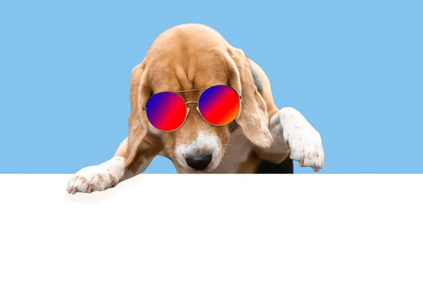 Αστείο Σκυλί Beagle Γυαλιά Ηλίου Κοιτάζει Λευκό Φόντο — Φωτογραφία Αρχείου