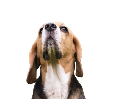 Beagle Dog ciddi görünüyor, yüzünü yakından çek.