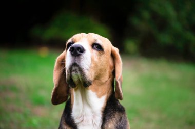 Beagle Dog ciddi görünüyor, yüzünü yakından çek.