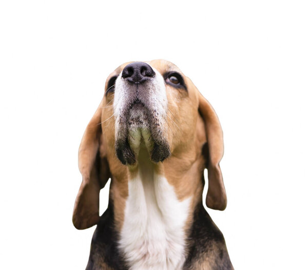 Бигл-дог выглядит серьезно, лицо крупным планом