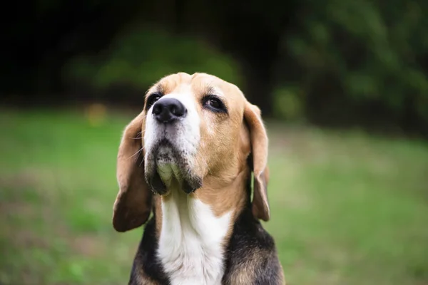 Beagle Σκυλί Φαίνεται Σοβαρά Πρόσωπο Από Κοντά — Φωτογραφία Αρχείου