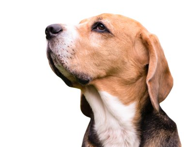 Av köpeğinin komik yüzü gerçekten yakından görünüyor.