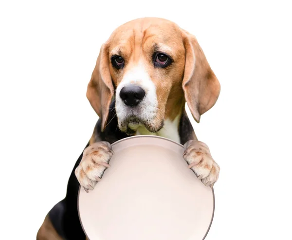 Divertido Perro Beagle Hambriento Con Ojos Tristes Sosteniendo Plato Vacío — Foto de Stock