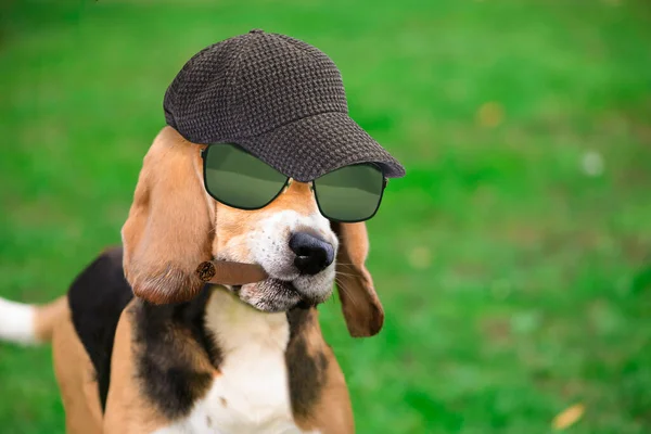 Şapkalı Komik Köpeği Yazın Doğada Ağzında Puro — Stok fotoğraf