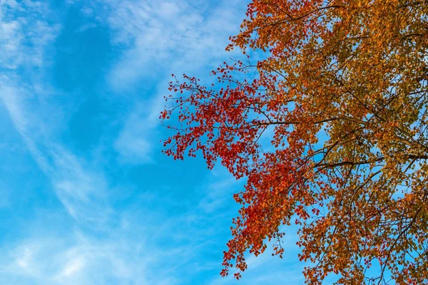 Coloful yapraklı sonbahar arkaplanı ve beyaz bulutlu mavi gökyüzü 