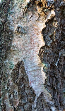 Ağaç kabuğunun kabartmalı arka planında yeşil yosun var.