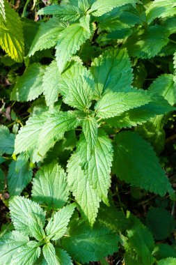 Yazın bir tarlada güneş ışığıyla yeşil ısırgan otu