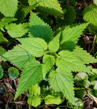 Yazın bir tarlada güneş ışığıyla yeşil ısırgan otu