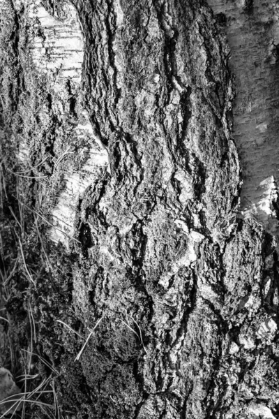 Fond Gaufré Noir Blanc Écorce Bouleau — Photo