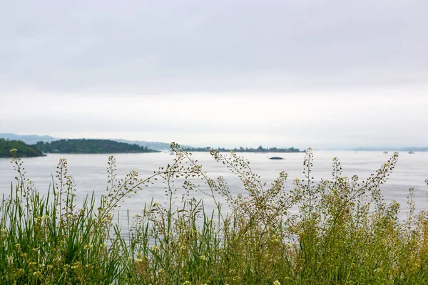 Hierba Primavera Con Vista Del Interior Oslofjord — Foto de Stock