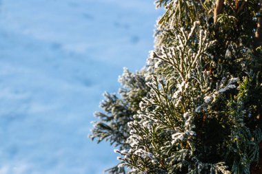 Coniferous tree (thuja) covered with beautiful frost in winter against the blue sky in park
