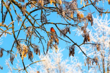 Beautiful little bullfinch sits on a frozen white maple branch in the park