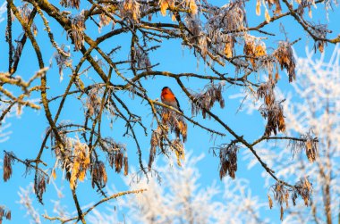 Beautiful little bullfinch sits on a frozen white maple branch in the park