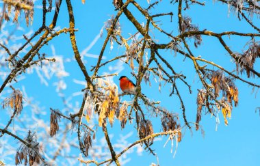 Beautiful little bullfinch sits on a frozen white maple branch in the park