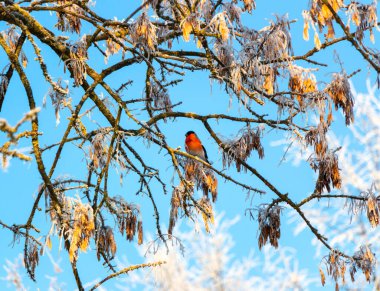 Beautiful little bullfinch sits on a frozen white maple branch in the park
