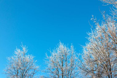 Blue sky background in winter with beautiful frozen branches in white