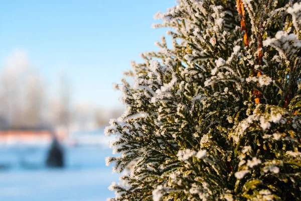 Coniferous tree (thuja) covered with beautiful frost in winter against the blue sky in park