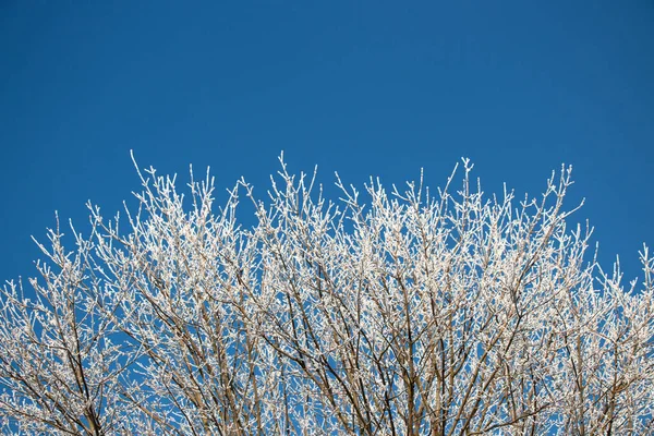 Blue sky background in winter with beautiful frozen branches in white