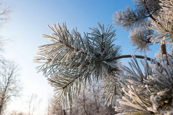 Coniferous tree covered with beautiful frost in winter park