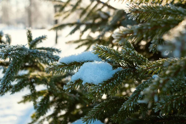 Coniferous tree covered with beautiful frost in winter park