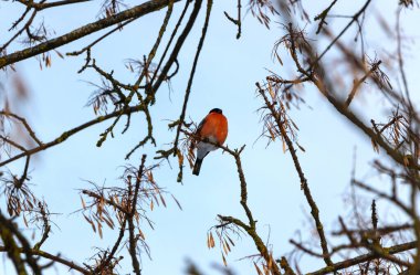 Beautiful little bullfinch sits on a frozen maple branch in the park
