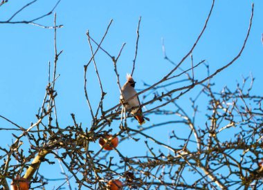 Güzel bohem kanadı kışın mavi gökyüzü arka planına sahip bir elma ağacının dalında oturuyor.