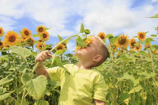 Heldere zonnebloemveld — Stockfoto