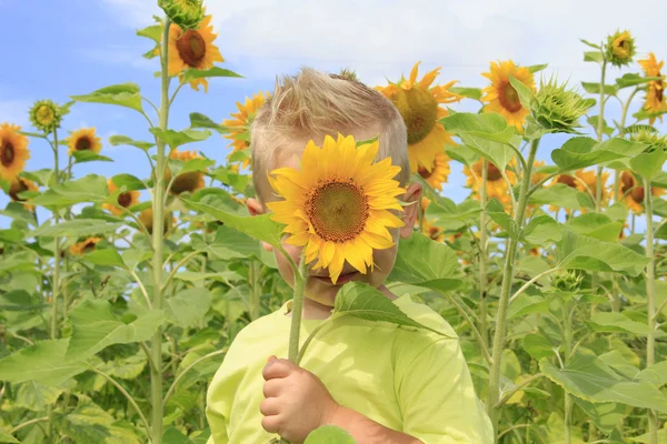 Field of bright sunflowers — Stock Photo, Image