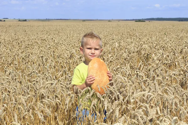 Pojke i fältet vete — Stockfoto