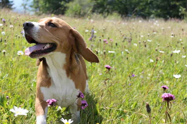 Köpek tarlada yürüyor.