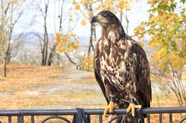 bir eğitim doğal yaşam parkı, Kartal göz ziyaretçi üzerinde tutar..