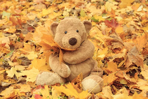 Toy teddy bear in the park — Stock Photo, Image