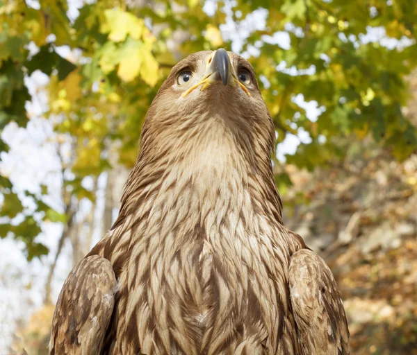 Field Eagle looks forward to visitors in the park — Stock Photo, Image