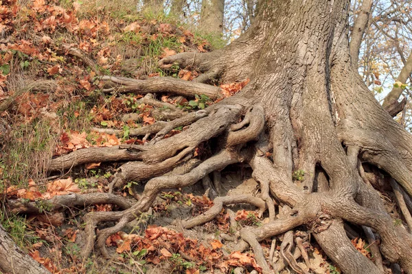 在公园里的大树根 — 图库照片