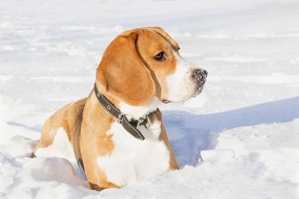 Beagle köpek için a yürümek