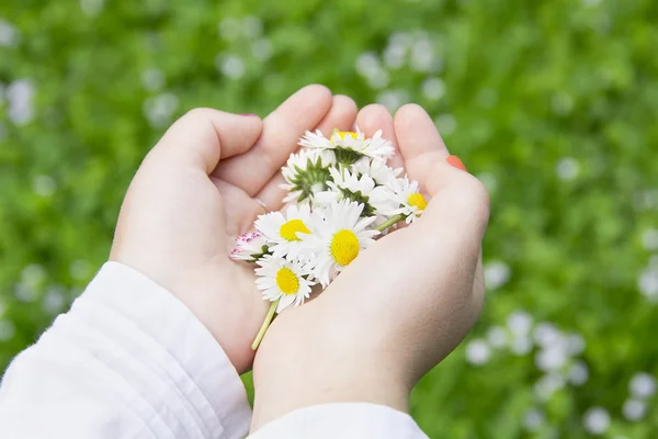 Chamomile flowers in children's hands — Stock Photo, Image