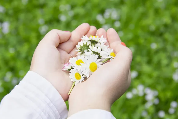 Flores de manzanilla en las manos de los niños Fotos de stock libres de derechos