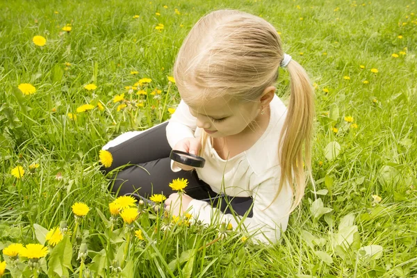Girl considers dandelions flower through a magnifying glass — Stock Photo, Image