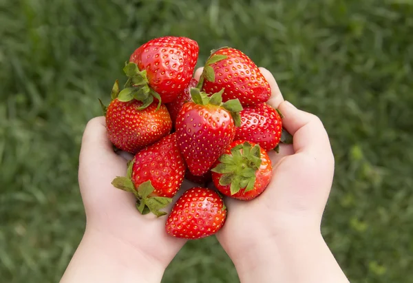 Las fresas se encuentra en las manos sobre el fondo de la hierba Fotos de stock