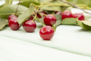 체리 나무 표면에 누워