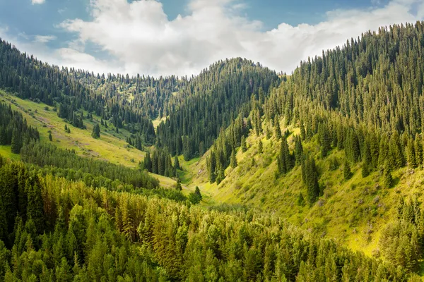 Сказочный горный пейзаж, покрытый деревьями — стоковое фото