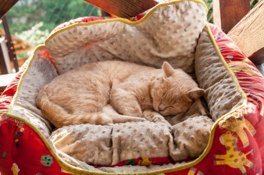 bir sepet içinde uyuyan kedi