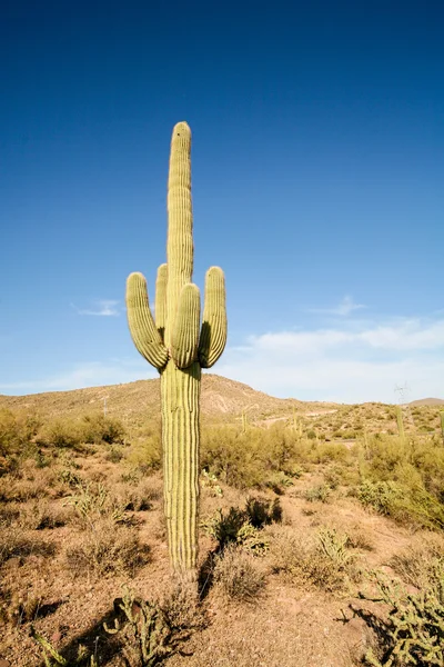 Wilder Wilder Westen — Stockfoto