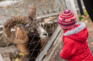 Hayvanat bahçesindeki hayvanlar