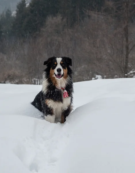 Perro divertido jugando en la nieve —  Fotos de Stock