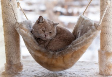 şişman uykulu kedi