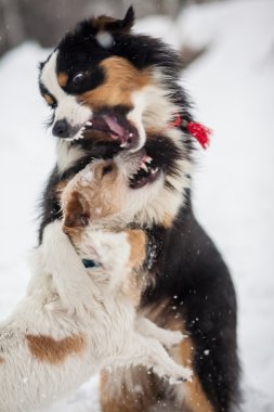 Karda oynayan komik köpek