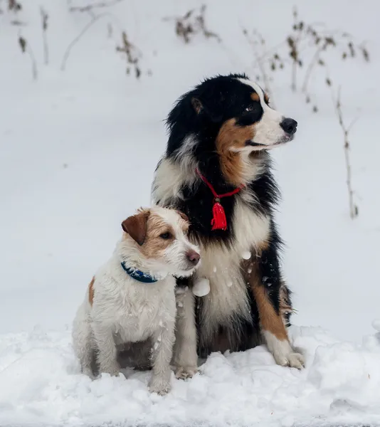 有趣的狗玩雪 — 图库照片